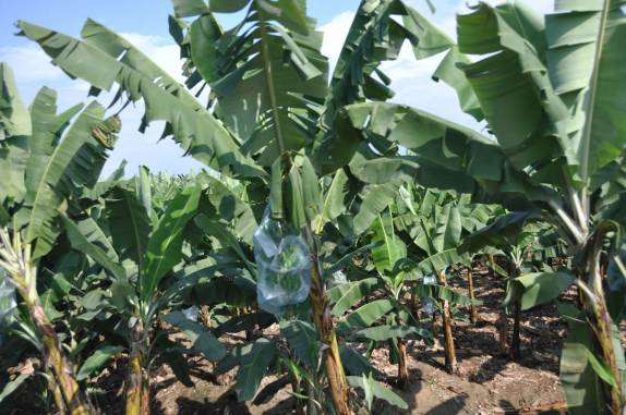 Cenas típicas do sul do Equador, região de Mashala: bananeiras com os cachos devidamente ensacados